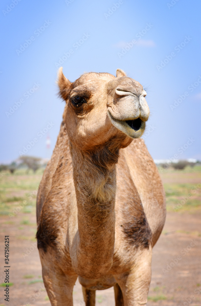 Obraz premium Cute single-humped camel near the desert in Al Ain city. United Arab Emirates. Asia.