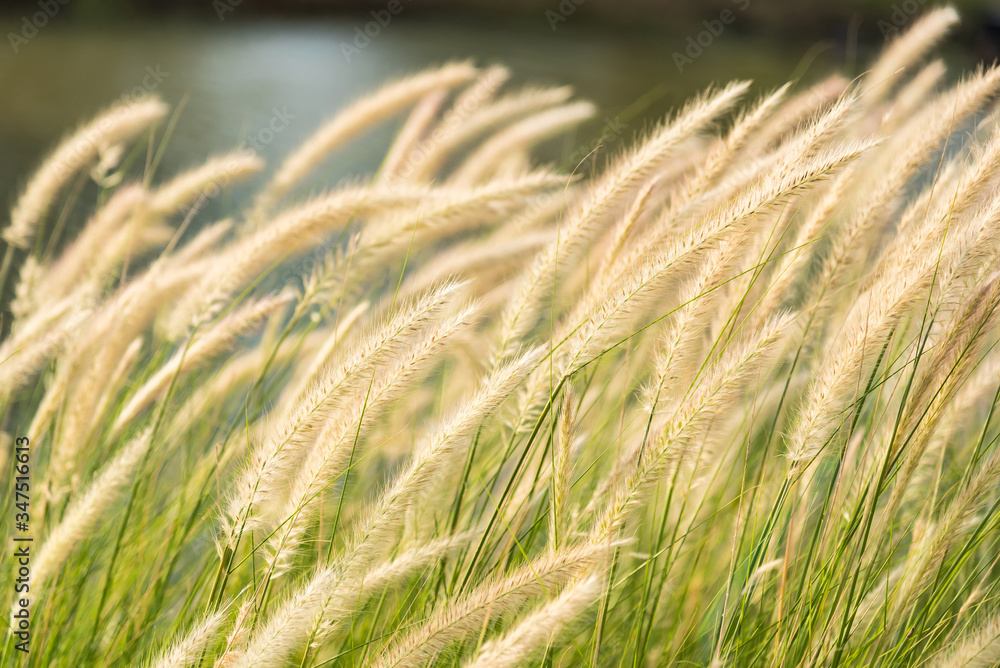 Beautiful nature background with meadow grass field and sunlight.selective focus Beautiful nature background with meadow grass field and sunlight.selective focus