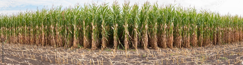 Fototapeta premium Maize field while dryness