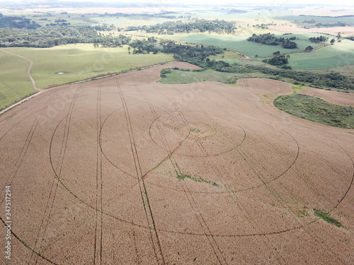 Aerial image of an area of corn with irrigation pivo photo