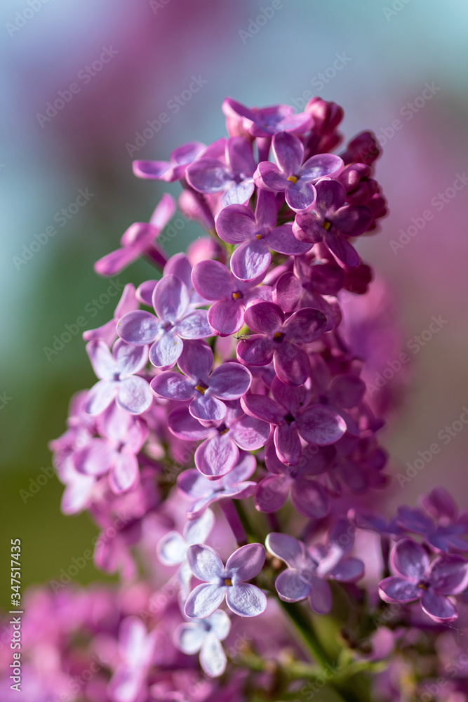 The flower of the Syringa vulgaris (lilac or common lilac The flower of the Syringa vulgaris (lilac or common lilac