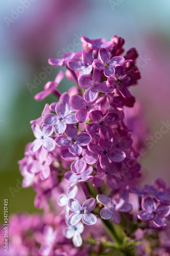 The flower of the Syringa vulgaris (lilac or common lilac