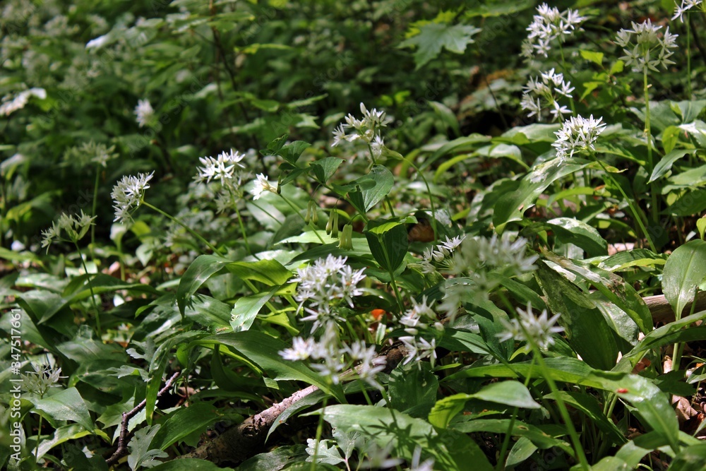 Vielblütige Weißwurz (Polygonatum multiflorum) zwischen blühendem Bärlauch (Allium ursinum) Vielblütige Weißwurz (Polygonatum multiflorum) zwischen blühendem Bärlauch (Allium ursinum)