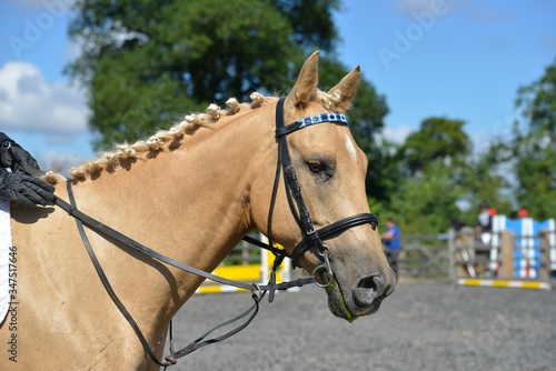 Close up shot of beautifully turned out palomino horse with plaited mane as it stands and waits to compete in show jumping competition 