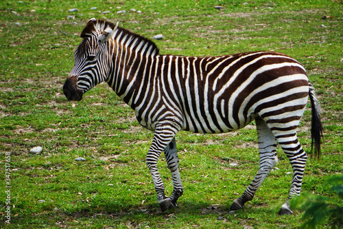 Walking zebra