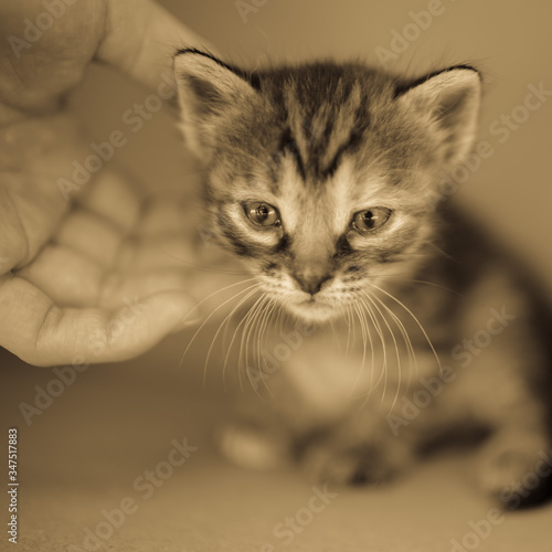 Female hand touches a small newborn kitten sitting in a box.