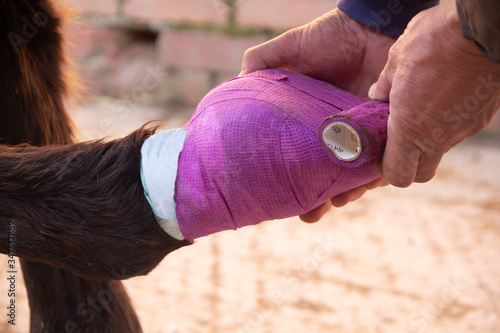 Close up shot of horse having its hoof bandaged to protect it against injury. photo