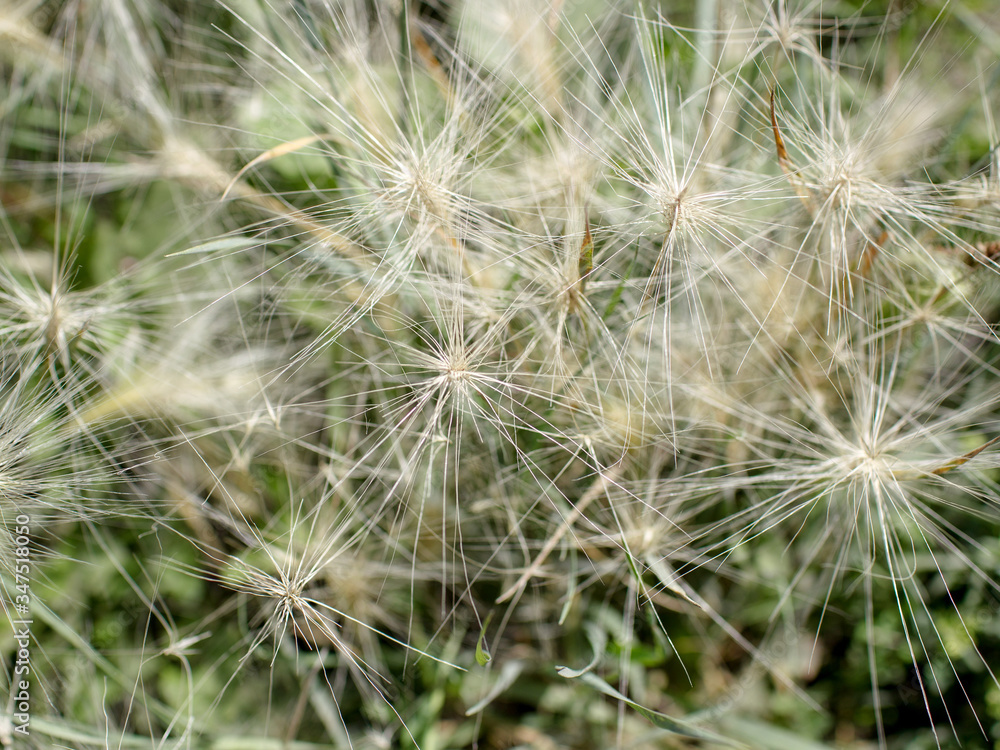 Fototapeta premium grass