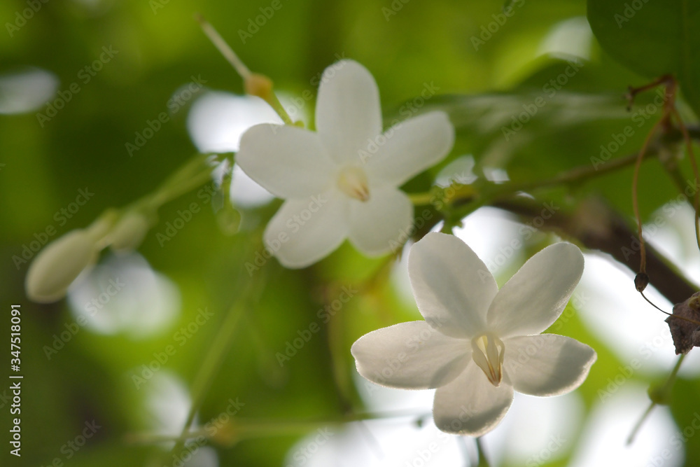 Fototapeta premium White Mokkho in the green garden