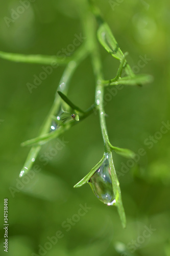 Water droplets on the leaves of a dill tree in a vegetable garden