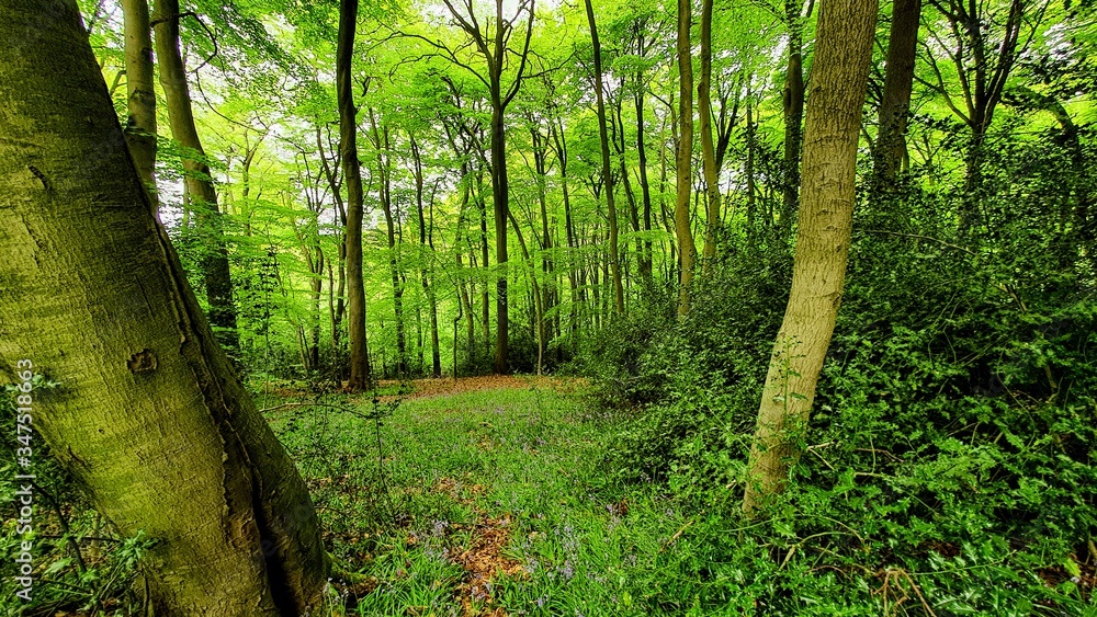 Fototapeta premium Gomms Wood