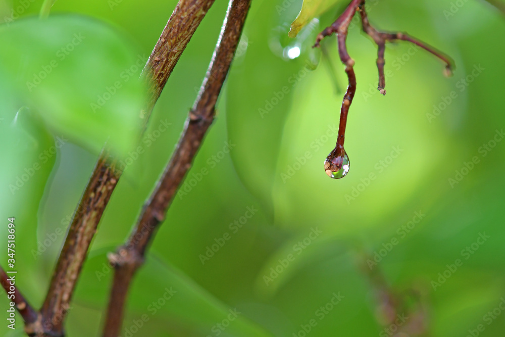 Water droplets on the branches in the vegetable garden Water droplets on the branches in the vegetable garden