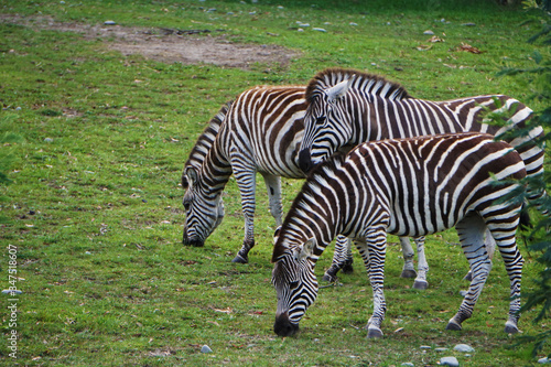 Three zebras looking for food