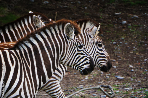 Group of zebras © micky22