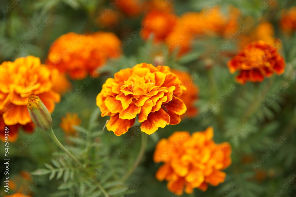 Marigolds in the flowerbed bloomed beautifully Marigolds in the flowerbed bloomed beautifully