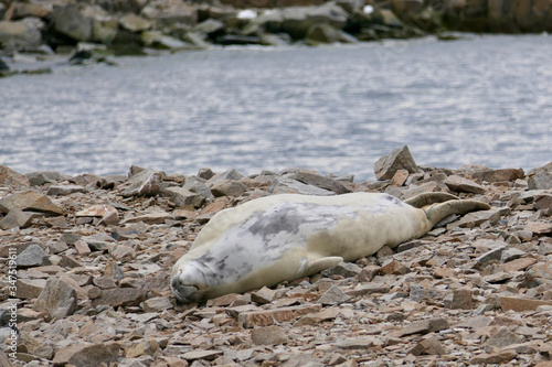 Crabeater seal on stony island, Antarctica