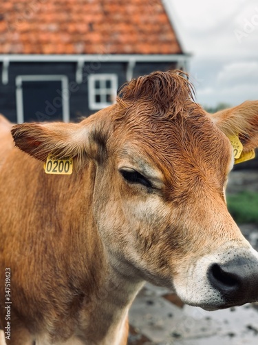 Zaandam windmills and animals around, Netherlands 