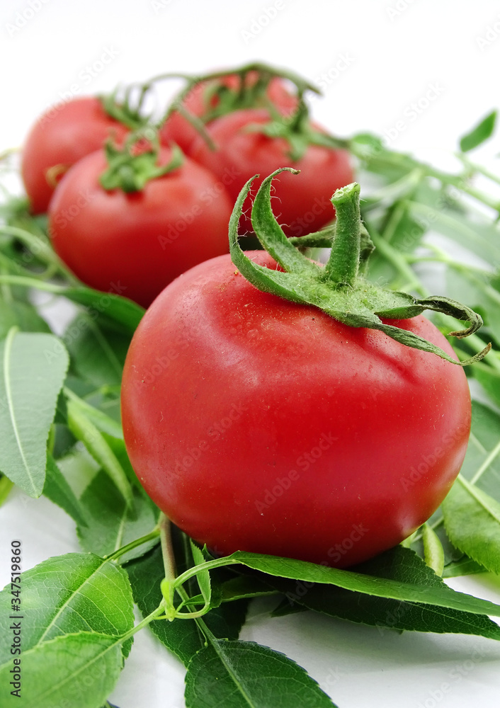 Organic garden tomatoes on green leaves