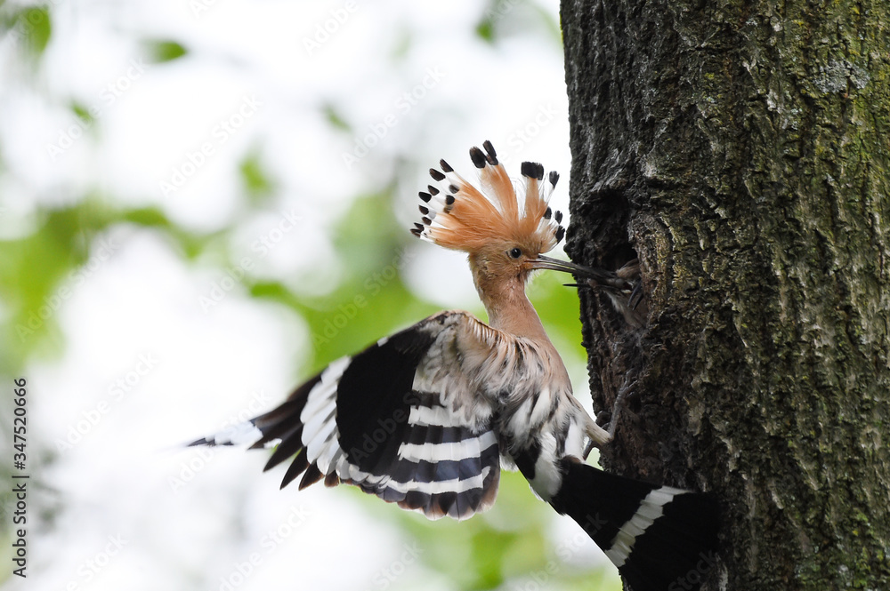 Hoopoe feeding chicks