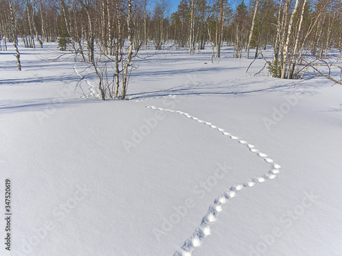 Wallpaper Mural Footprints of a black grouse on fresh white snow Torontodigital.ca