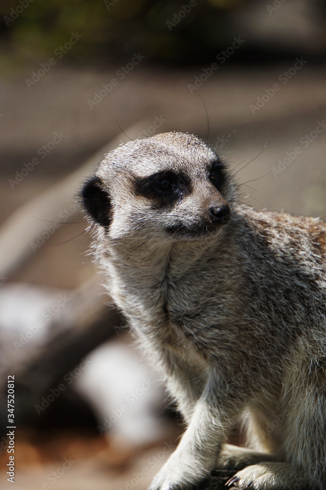 Obraz premium Cute meerkat
