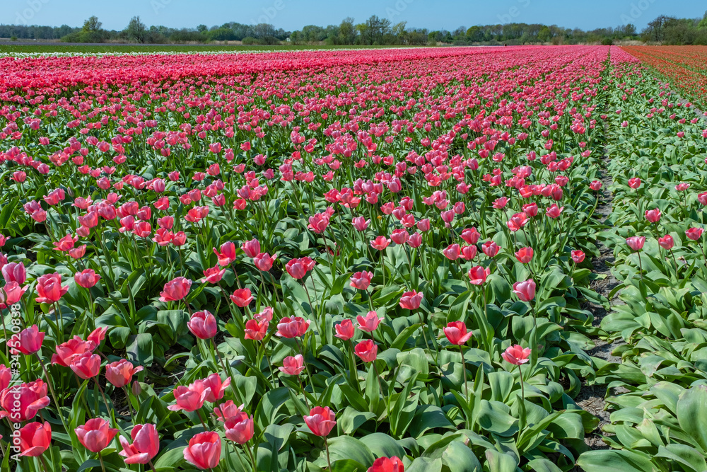 Tulip field in holland on a sunny day