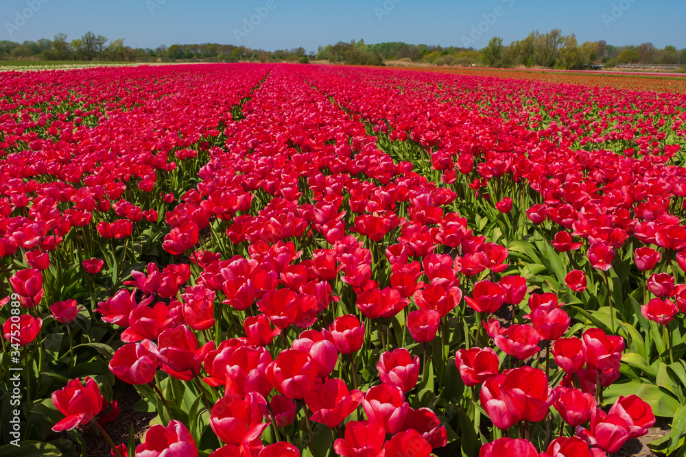Tulip field in holland on a sunny day Tulip field in holland on a sunny day