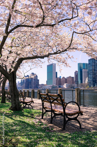 Canvas Print Empty Bench under a Cherry Blossom Tree during Spring along the East River at Ro