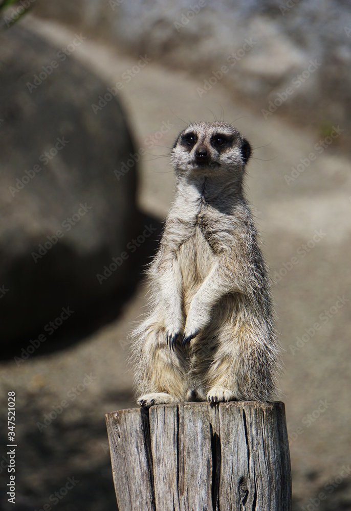 Fototapeta premium Wild meerkat