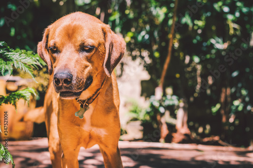 dog in the park