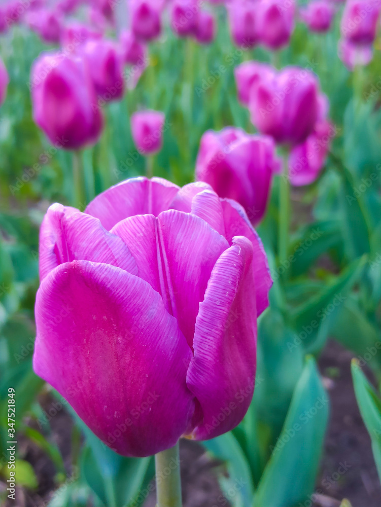 Delightful picturesque purple tulips bloom in the spring garden. Decorative purple Tulip flower opens in spring. Beauty of nature. Rich natural colors Delightful picturesque purple tulips bloom in the spring garden. Decorative purple Tulip flower opens in spring. Beauty of nature. Rich natural colors