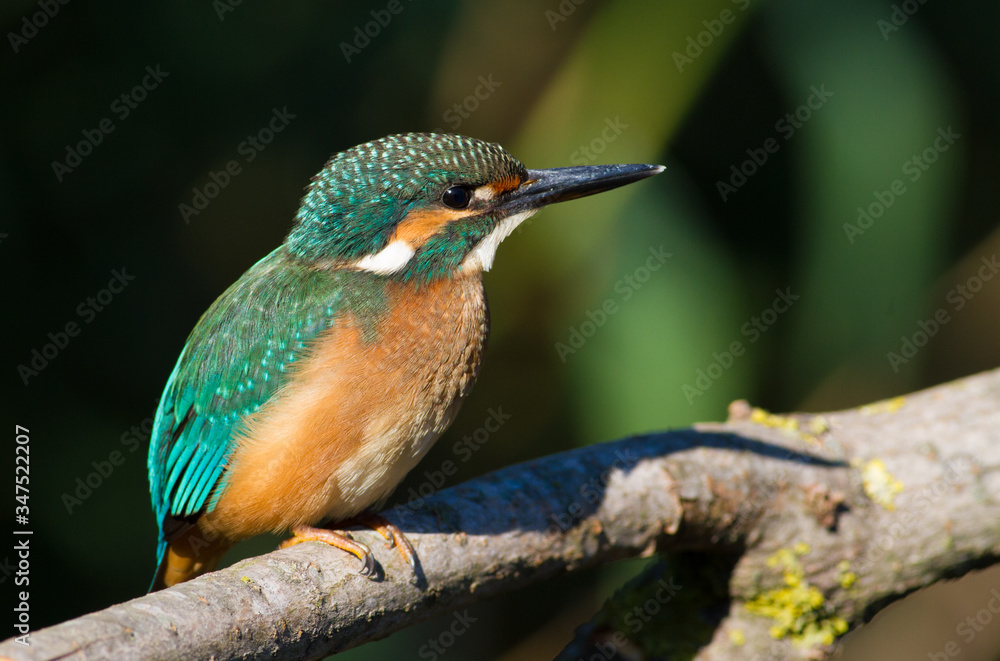 Common Kingfisher, Alcedo atthis. A bird sits on a branch above the river. The morning sun perfectly illuminates the model. Common Kingfisher, Alcedo atthis. A bird sits on a branch above the river. The morning sun perfectly illuminates the model.