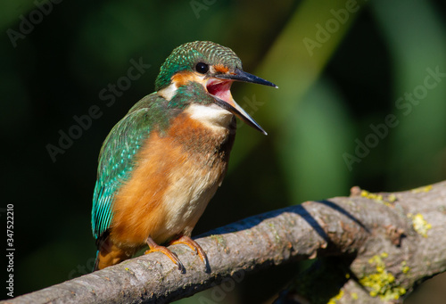 Common Kingfisher, Alcedo atthis. A bird sits on a branch above the river. The morning sun perfectly illuminates the model. Bird opened its beak