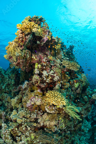 typical red sea coral structure with anthias fish