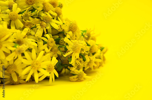 Fototapeta Naklejka Na Ścianę i Meble -  Bouquet of yellow small wildflowers similar to daisies on a yellow background. Bouquet of flowers on the left. Yellow flowers in  macro