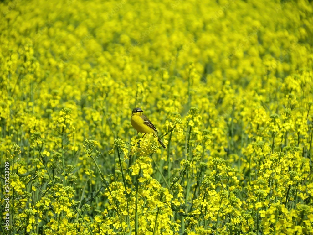Fototapeta premium Master of camouflage. Yellow wagtail hidden among yellow flowers