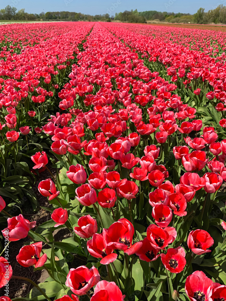 Tulip field in holland on a sunny day Tulip field in holland on a sunny day