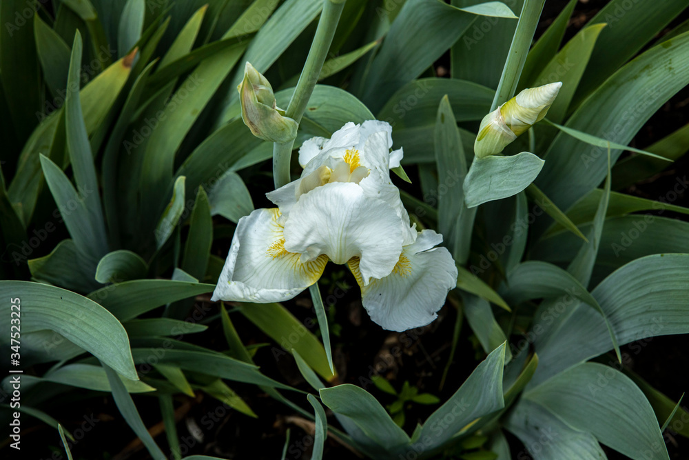 White cockerel iris flowers in high leaves. Colorful spring landscape White cockerel iris flowers in high leaves. Colorful spring landscape