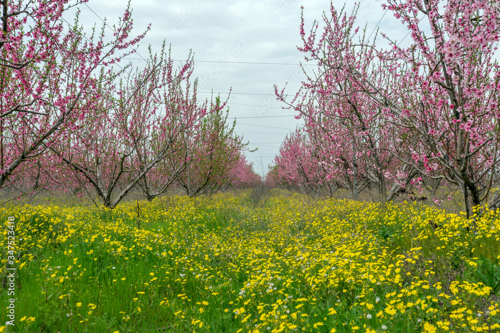 Peach and apple trees have just blossomed.Pink and white flowers blooming in spring. Peach and apple trees have just blossomed.Pink and white flowers blooming in spring.