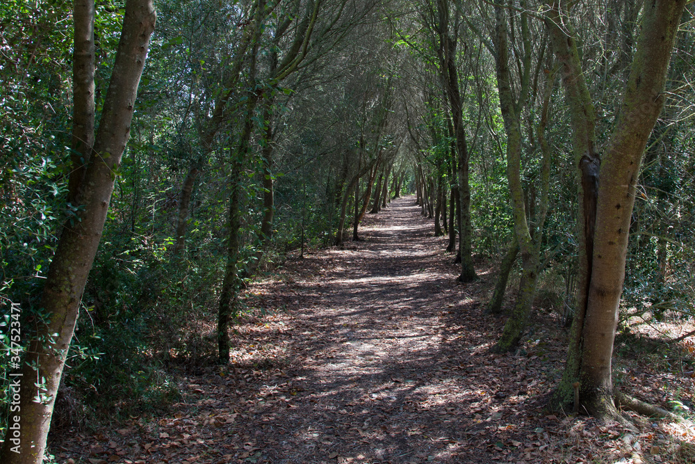 Walkway entering into the forest