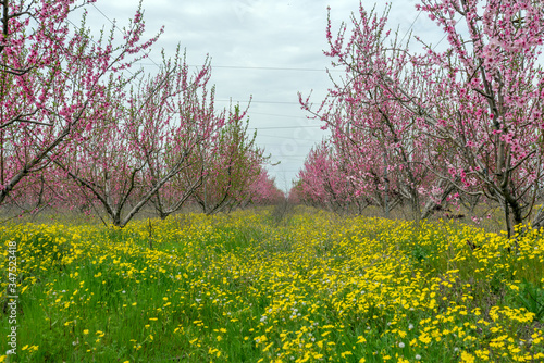 Peach and apple trees have just blossomed.Pink and white flowers blooming in spring.