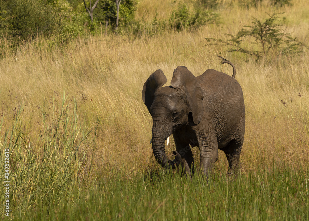 Elephant playing and running in Africa grasslands