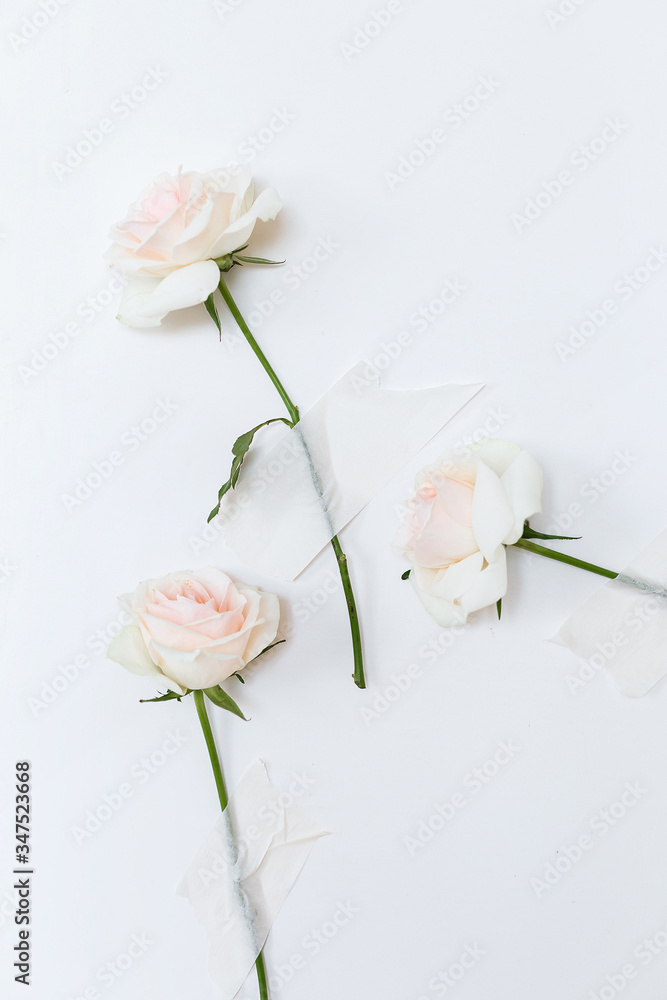 Three roses attached to the white wall with tape. Creative concept flowers. Three roses attached to the white wall with tape. Creative concept flowers.
