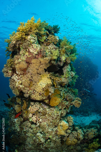 Fototapeta Naklejka Na Ścianę i Meble -  typical red sea coral structure with anthias fish