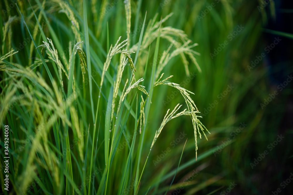 Jasmine rice ears are emerging green and beautiful. Pictures for your business Jasmine rice ears are emerging green and beautiful. Pictures for your business