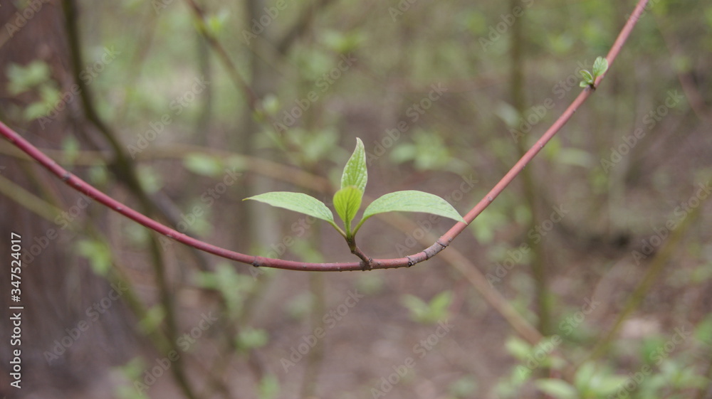 Obraz premium green leaf in the forest
