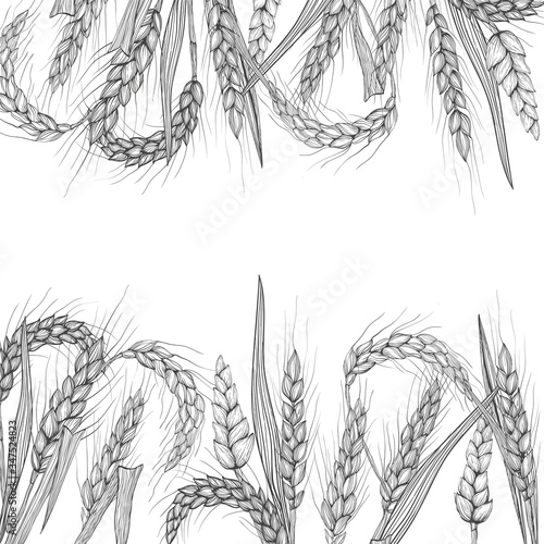 Vector hand drawn wheat ears. Farm field illustration. For packing.Bunch of grain barley.Banner design. Barley illustration in vintage style.Wheat grain,granule, kernel,corn,rye,barley,oats,pic