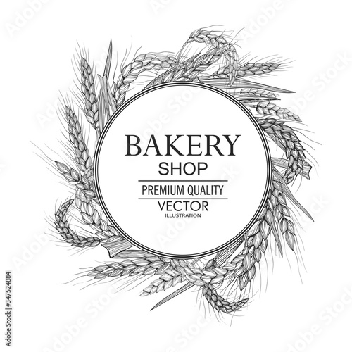 Vector hand drawn wheat ears. Farm field illustration. For packing.Bunch of grain barley.Banner design. Barley illustration in vintage style.Wheat grain,granule, kernel,corn,rye,barley,oats,pic