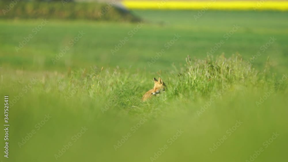 European red fox in gras, video European red fox in gras, video
