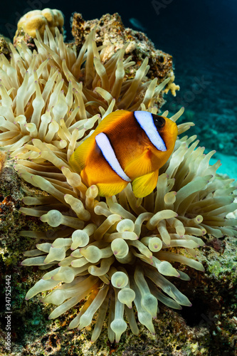  orangefin anemonefish fish in anemone photo